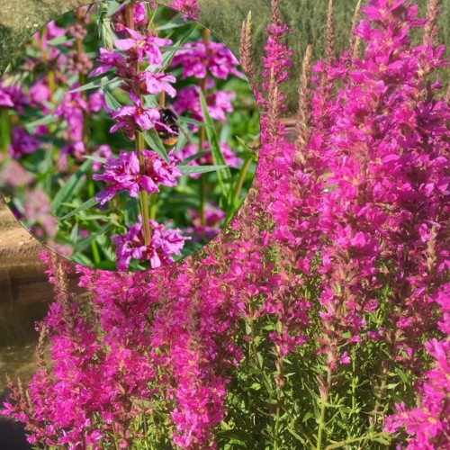 Lythrum salicaria 'Pink Promenade' - Harilik kukesaba 'Pink Promenade' P9/0,55L